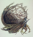 Jean Cannon
Nest 
2010
Watercolor on paper
7 x 7 in