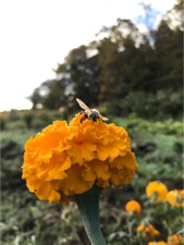 Spaulding Dunbar Strong Bee - Be real