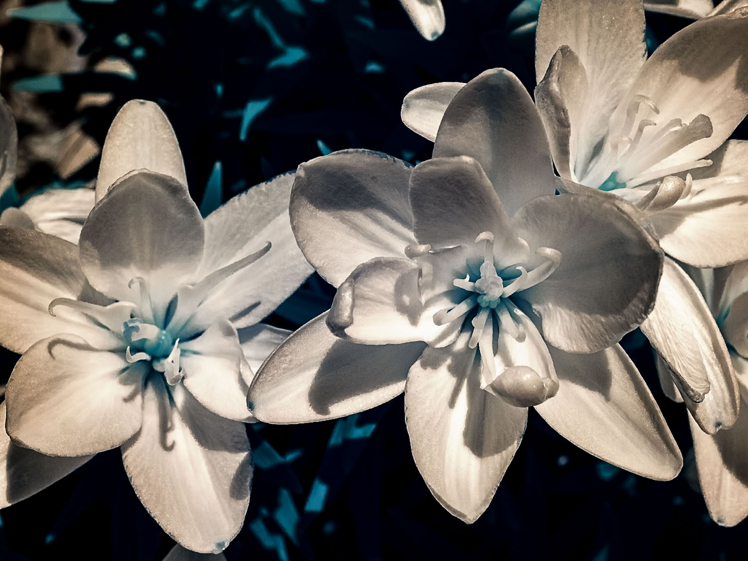 Yevette Hendler Flower Texture Study in IR #2