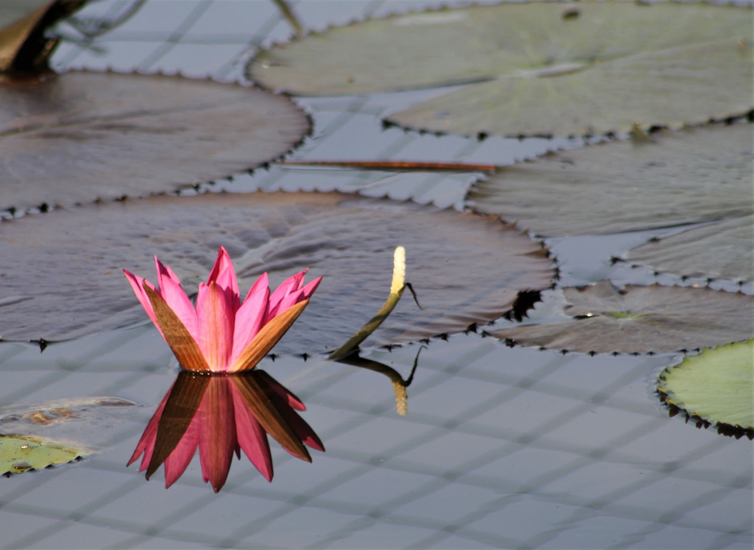 spaulding-dunbar_order_2019_archival-print-with-uv-protective-laminate_16x20in