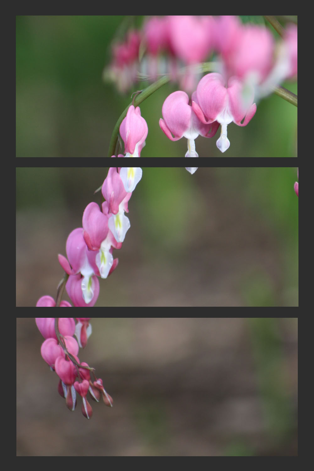 Spaulding Dunbar It’s True