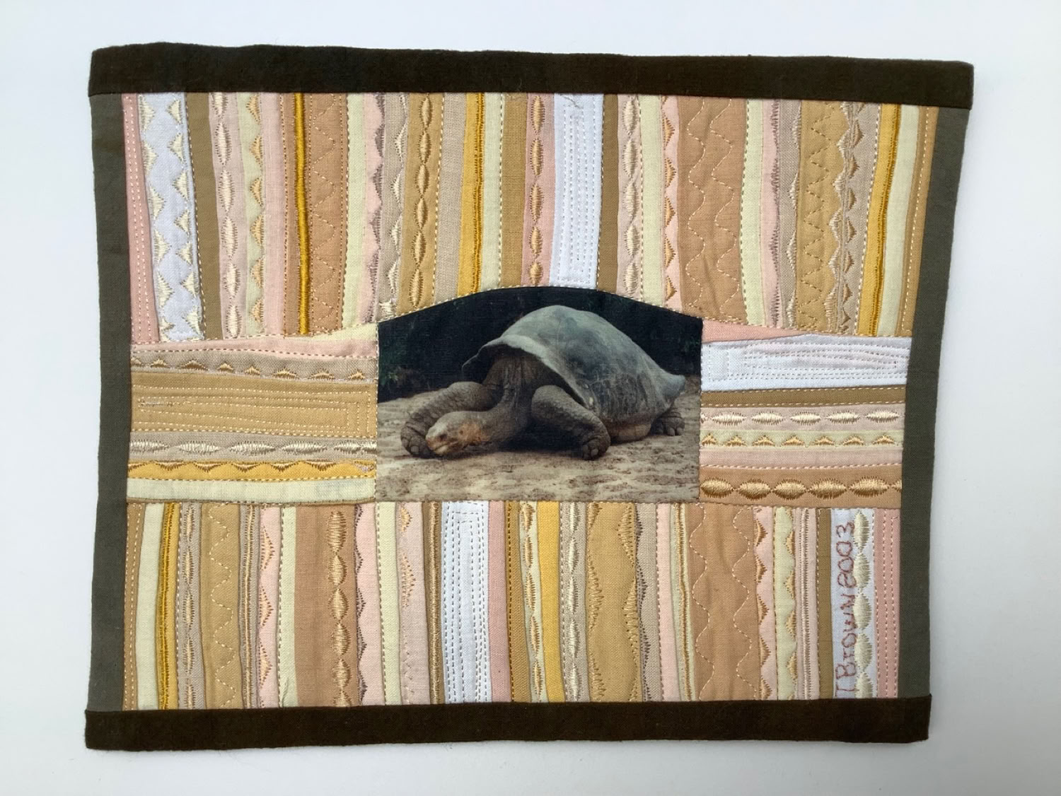 Tafi Brown Galapagos Tortoise