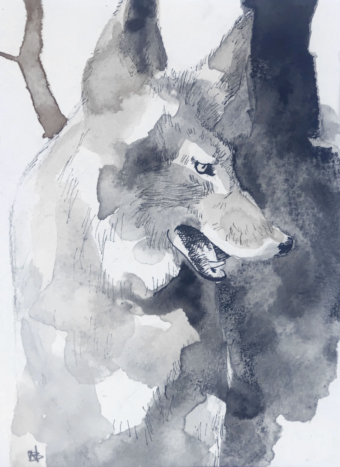 Charles Norris-Brown Coyot