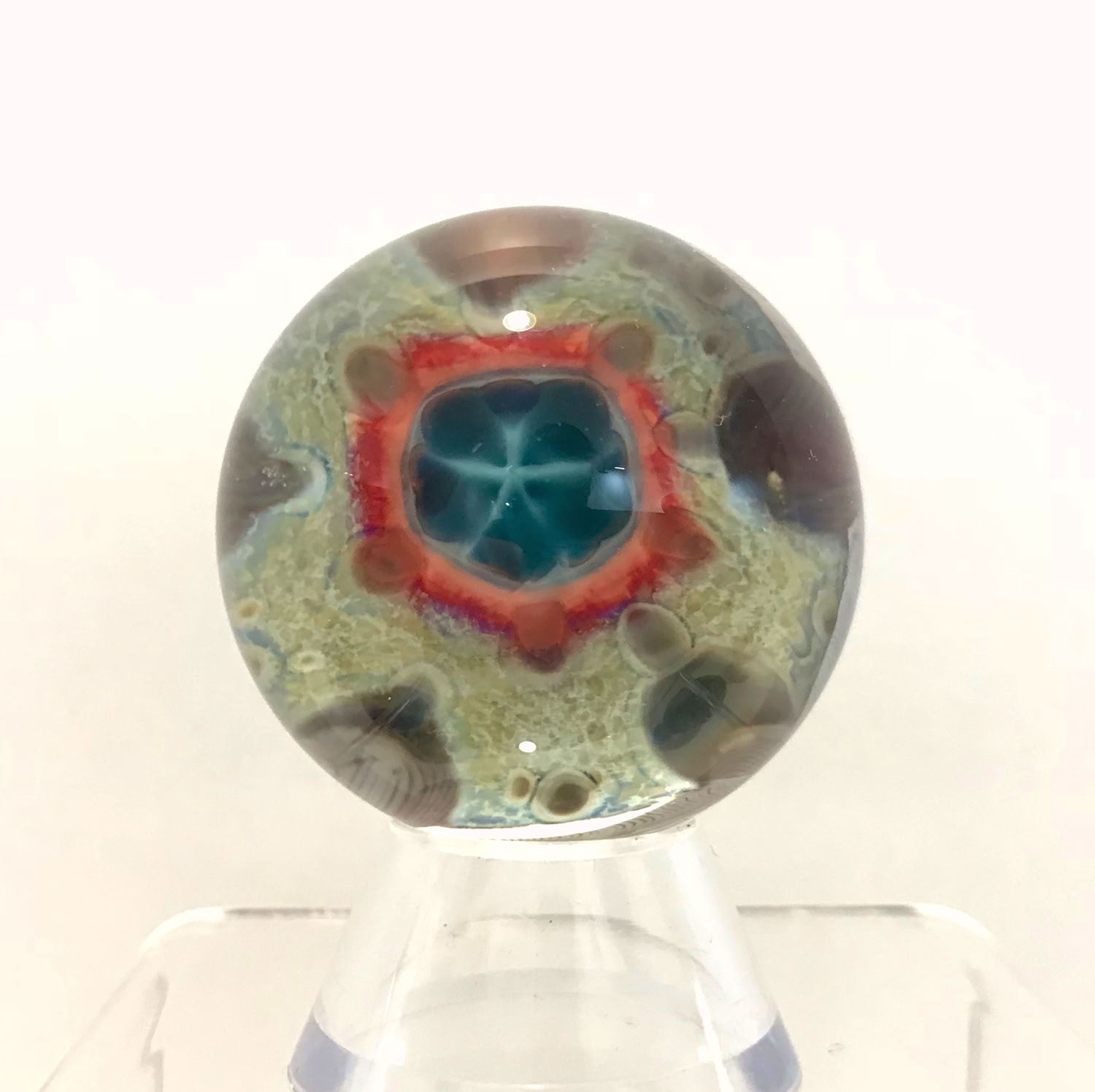 Aaron Slater Mollusk