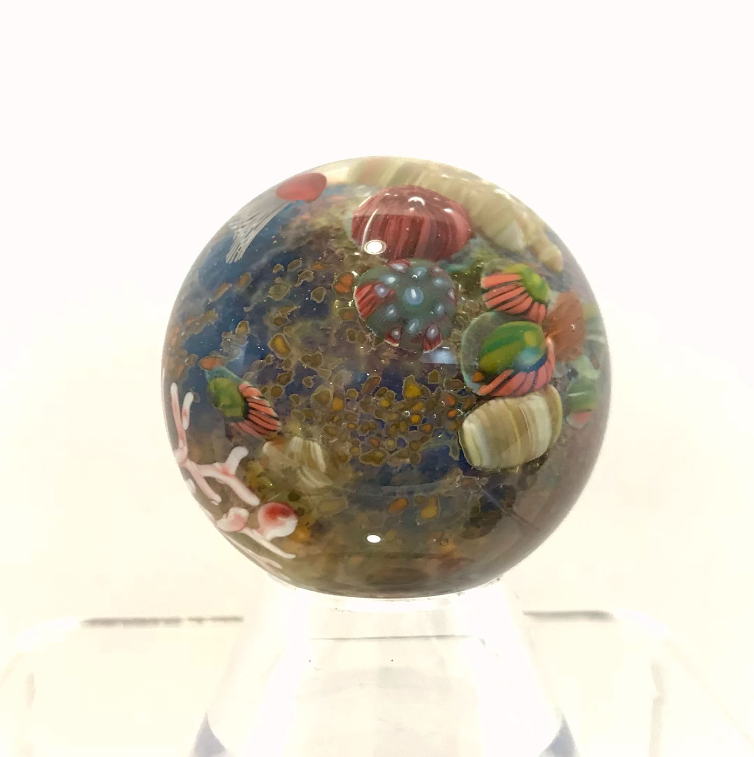 Aaron Slater Coral reef (small)