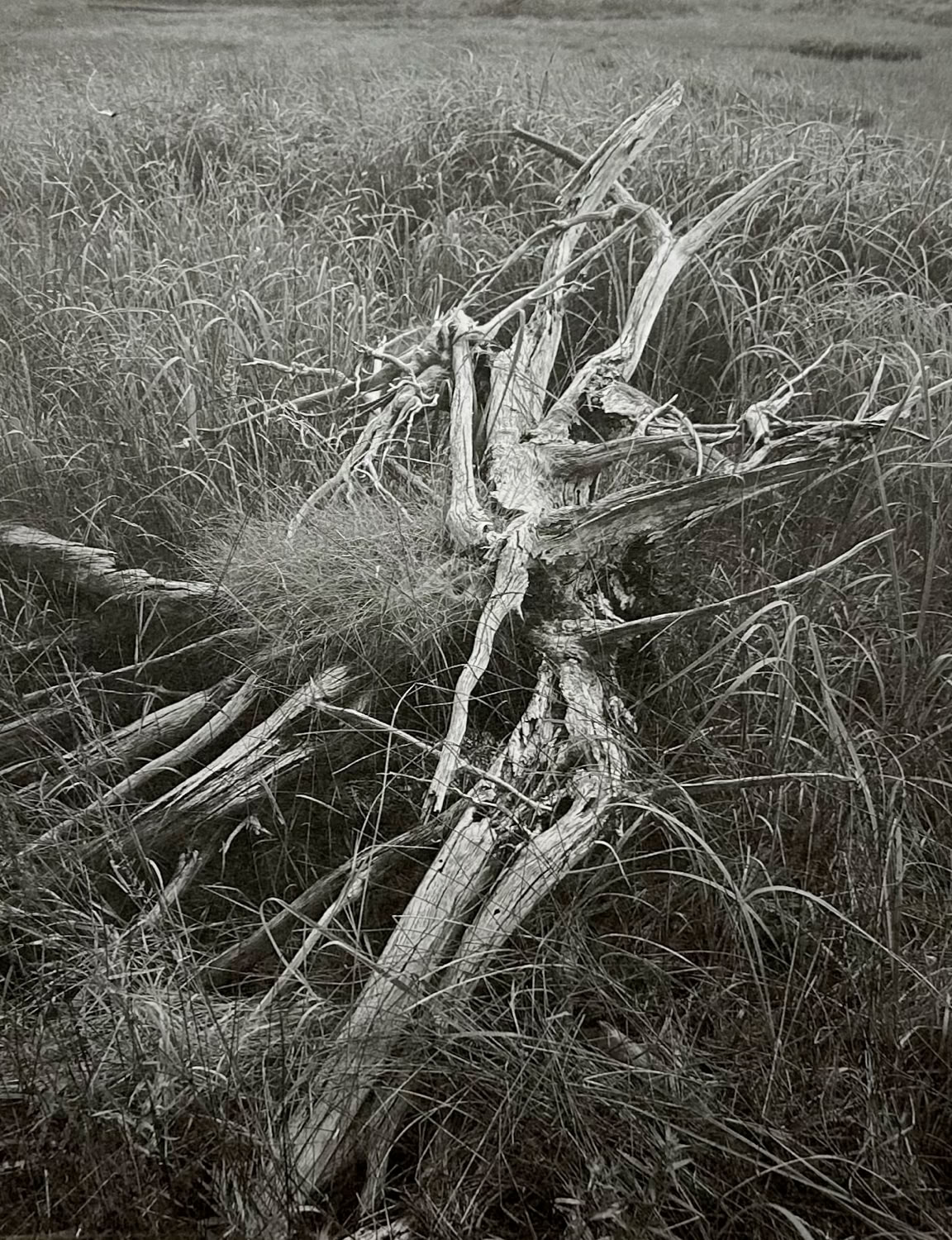 Len Emery Driftwood I