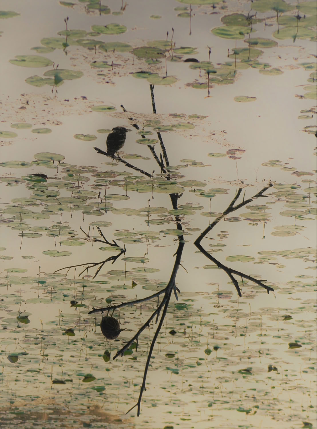 spaulding-dunbar_early-bird_2019_archival-print-with-uv-protective-laminate20x16in