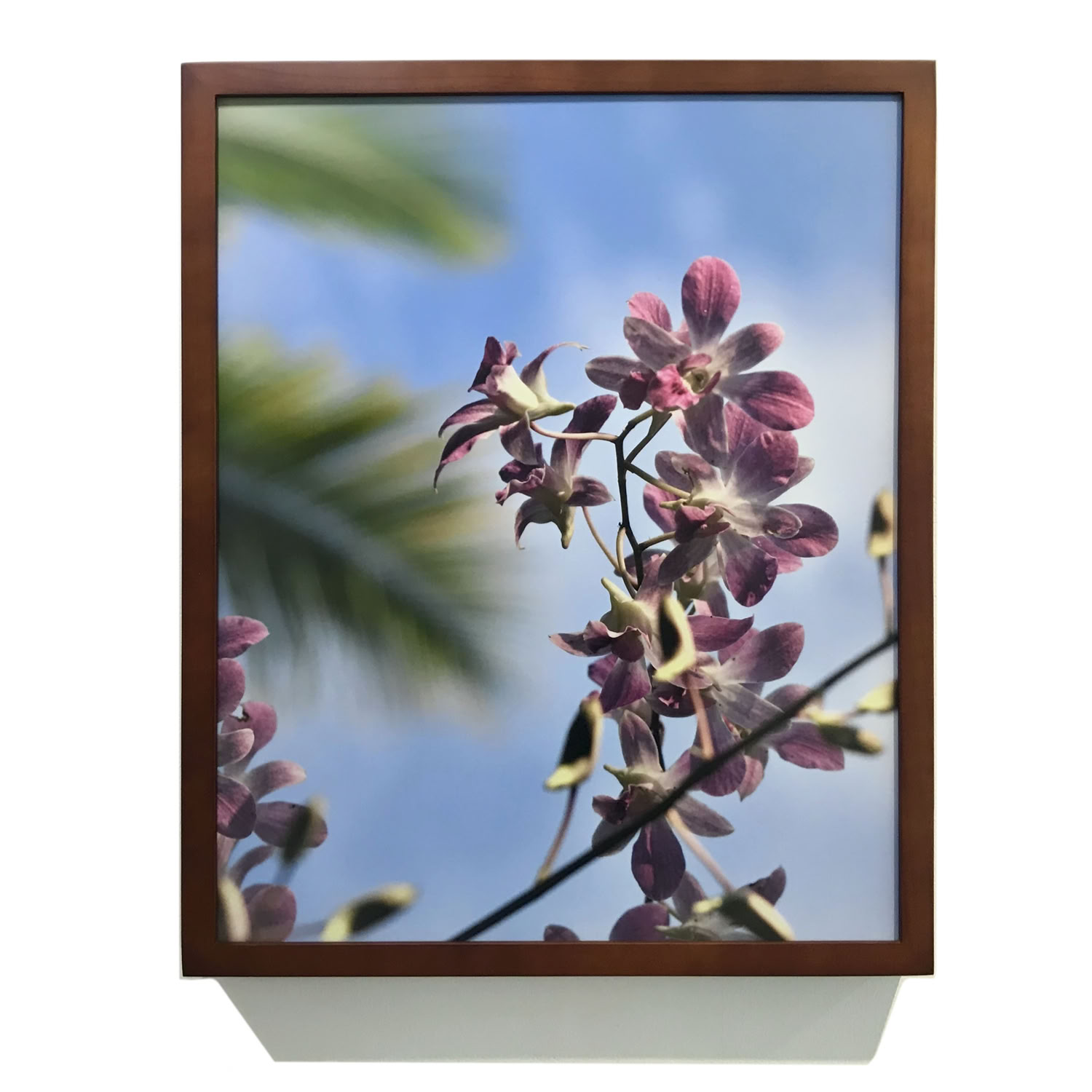 spaulding-dunbar_orchid-palm-1