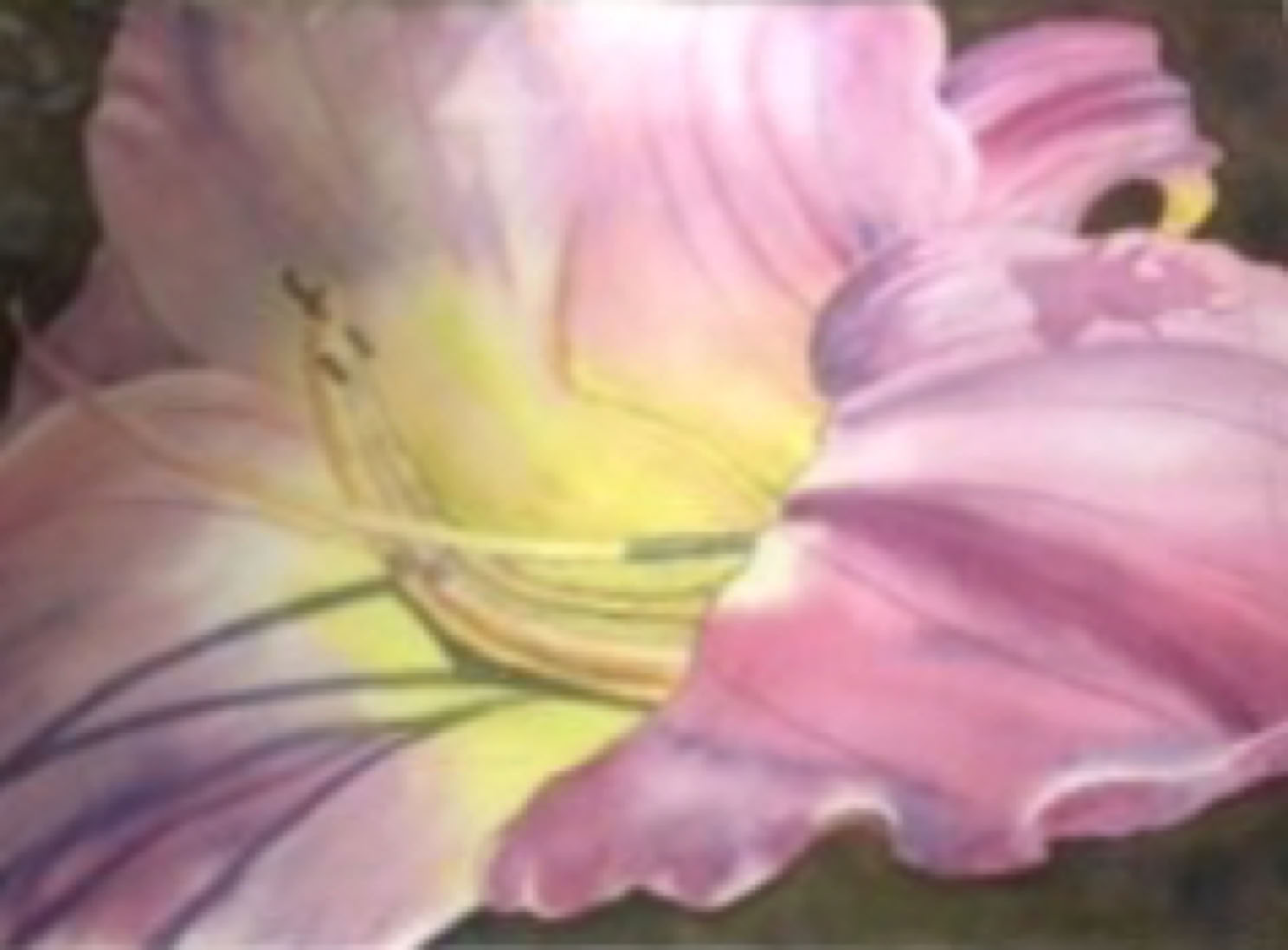 susan-mcnulty_-wild-by-nature_2020