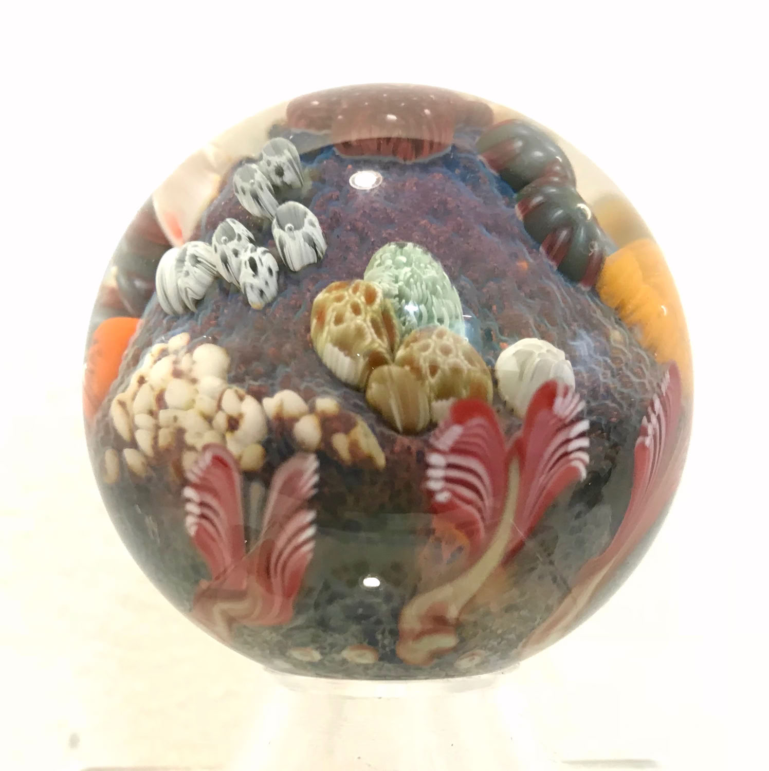 Aaron Slater Coral reef (large)