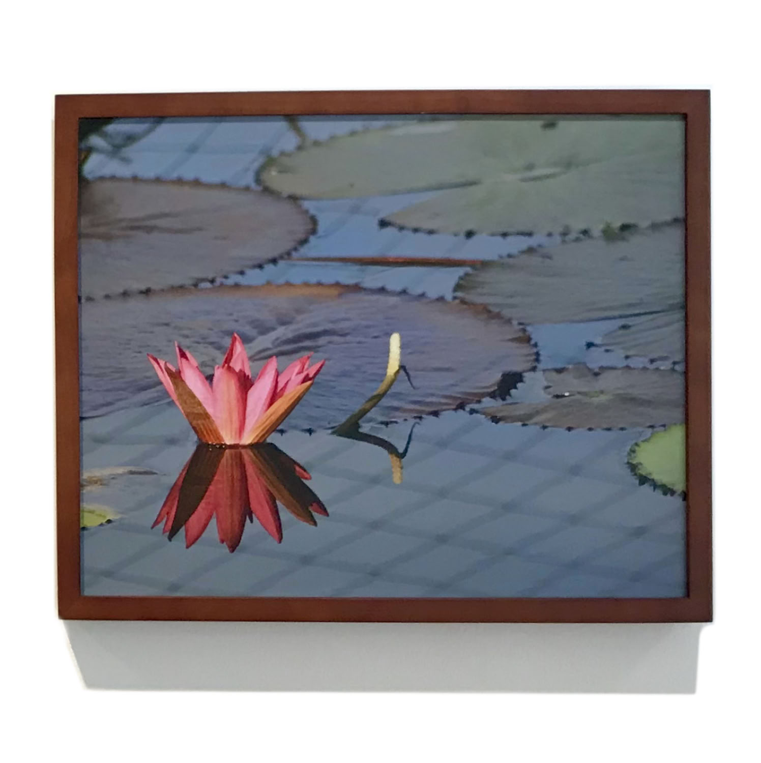 spaulding-dunbar_pink-lilly