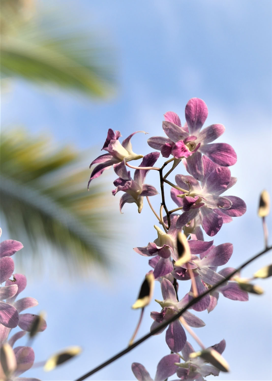 spaulding-dunbar_thank-you_2019_archival-print-with-uv-protective-laminate_20x16in