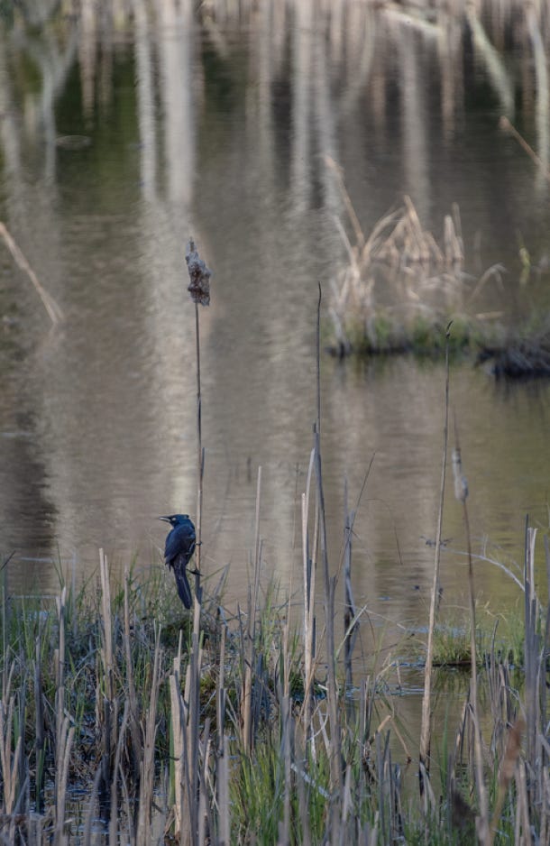 Medora Hebert Bever Pond, Westmoreland, NH