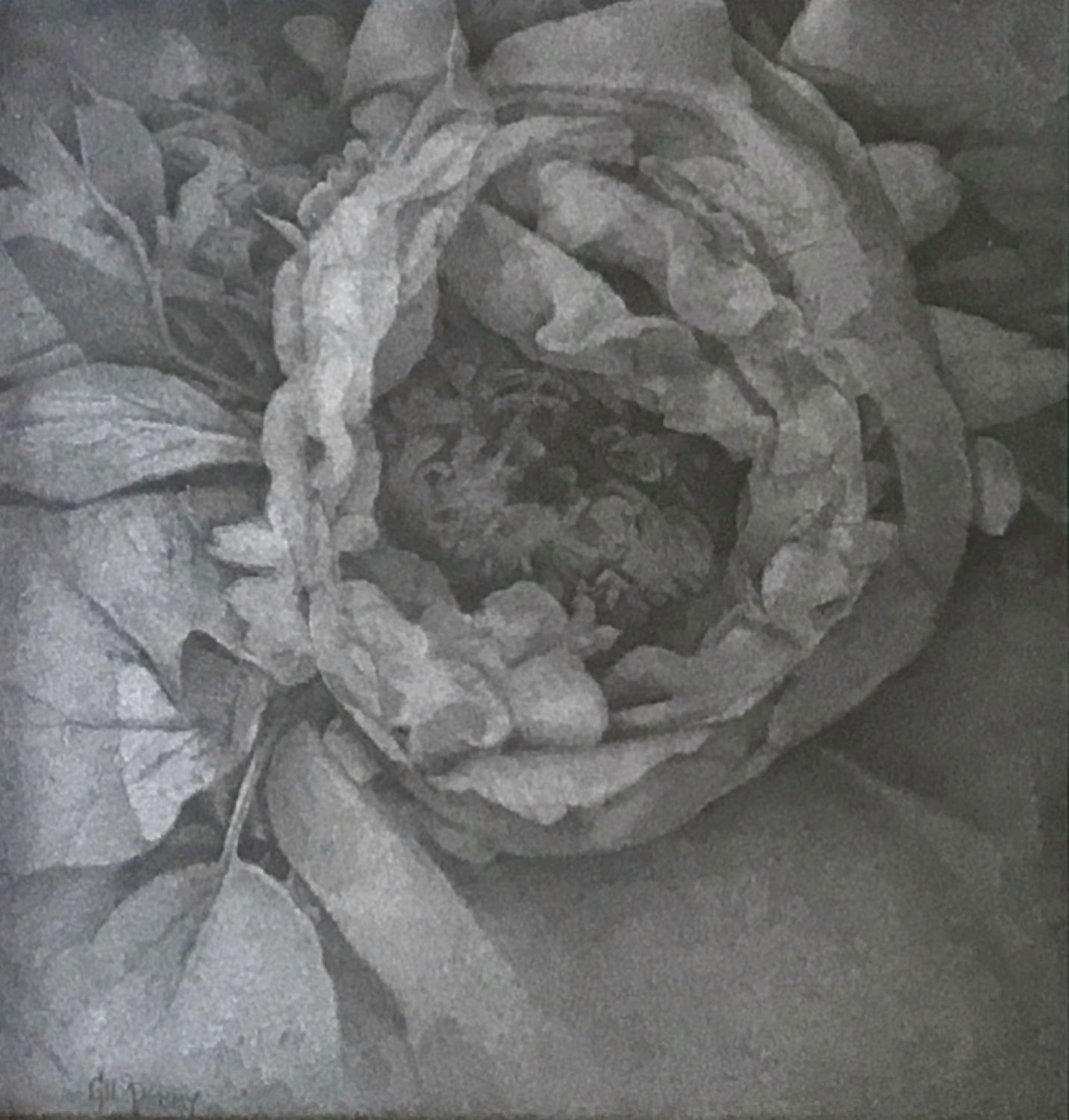 Gil Perry Peony