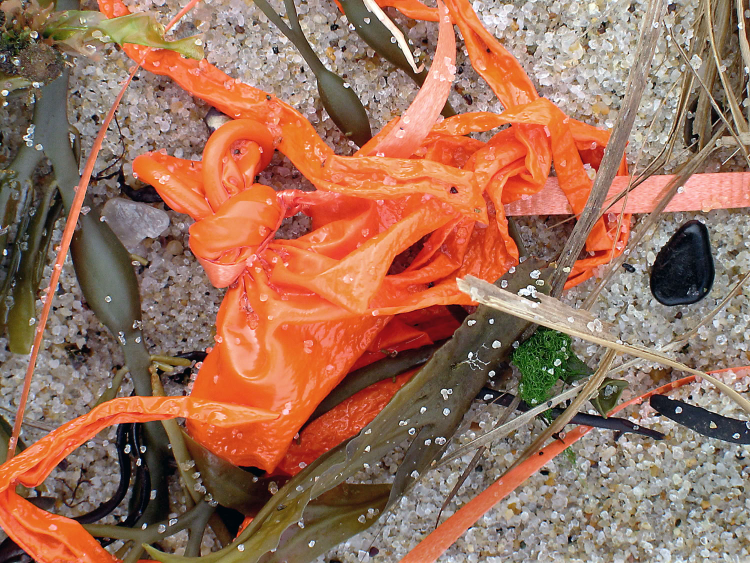 ballon-seaweed-stone-sutter