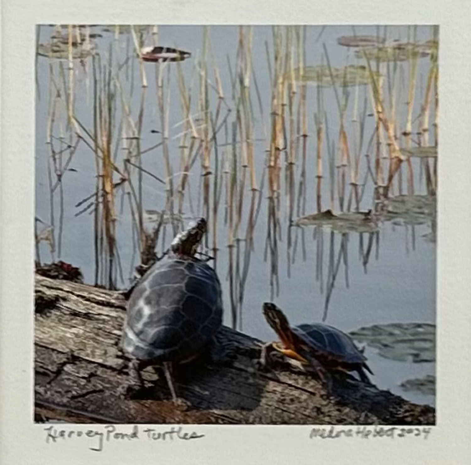 Medora Hebert Harvey Pond Turtles 2024 archival pigment print on 100% cotton rag paper $200