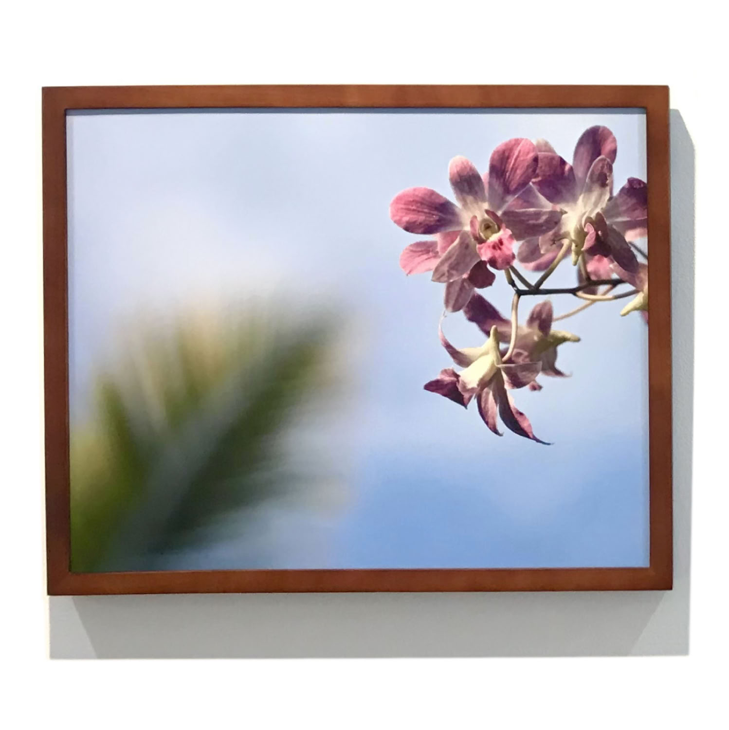 spaulding-dunbar_orchid-palm-2