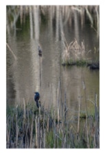 Medora Hebert For the Love of Bog