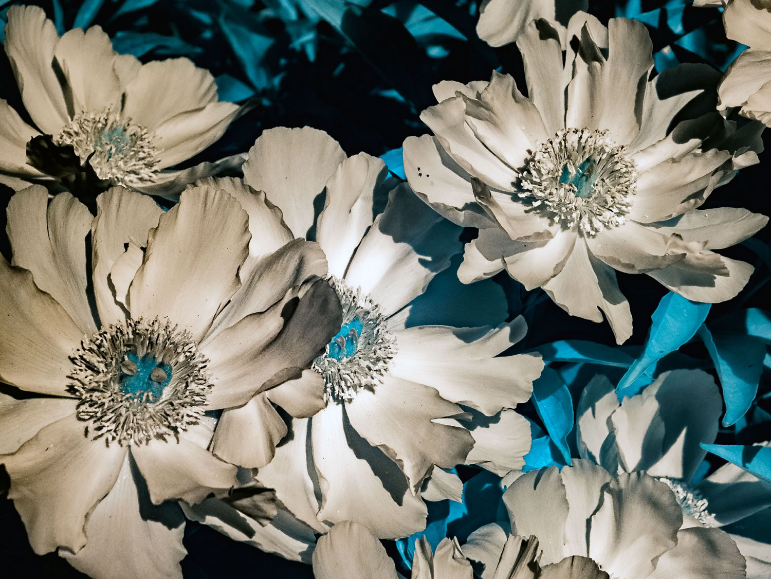 Yevette Hendler Flower Texture Study in IR #1