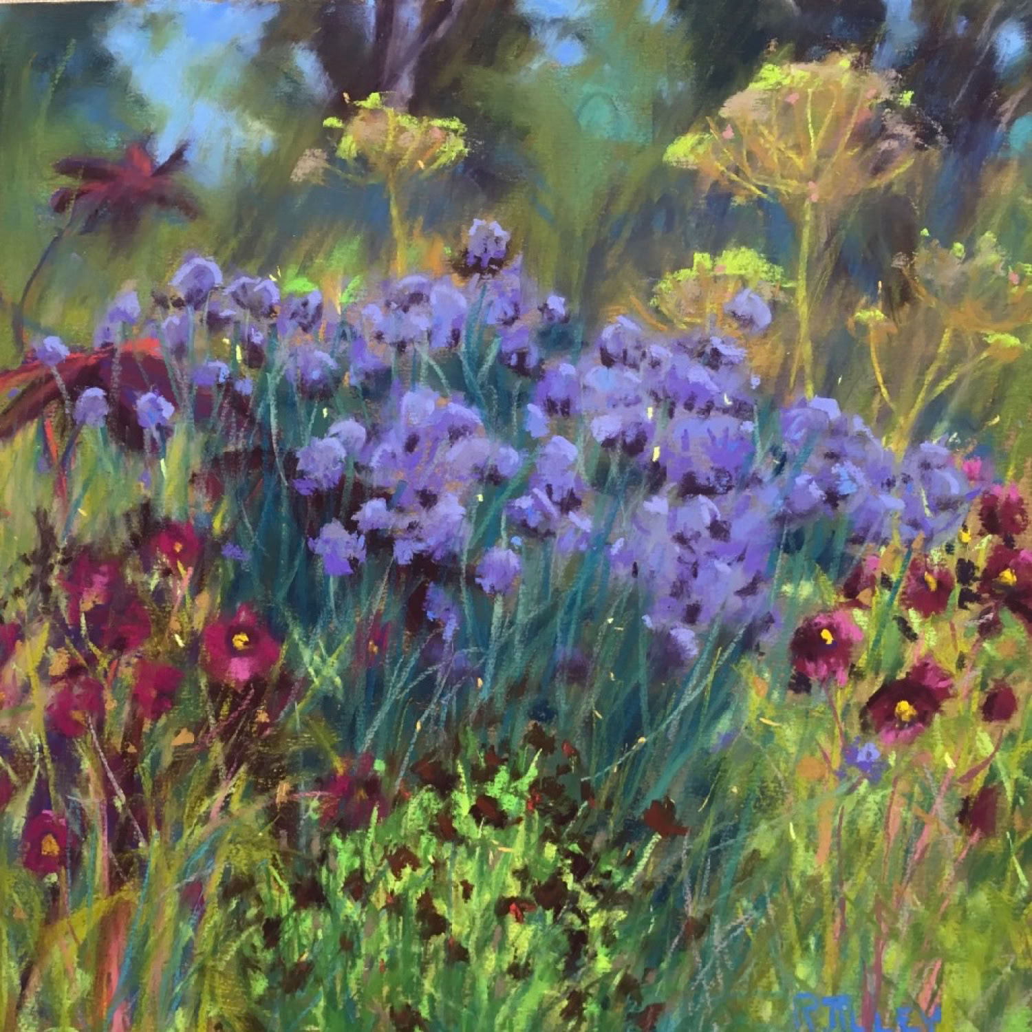 Rodrica Tilley Cosmos Verbena Cosmos